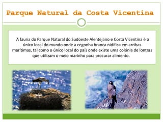 A fauna do Parque Natural do Sudoeste Alentejano e Costa Vicentina é o
único local do mundo onde a cegonha branca nidifica em arribas
marítimas, tal como o único local do país onde existe uma colónia de lontras
que utilizam o meio marinho para procurar alimento.

 