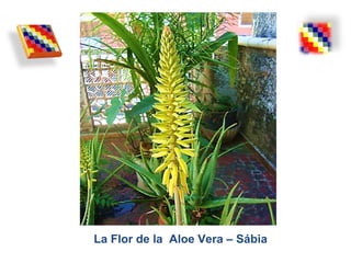 La Flor de la Aloe Vera – Sábia
 