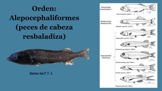 Orden:
Alepocephaliformes
(peces de cabeza
resbaladiza)
Alumna: Ana P. Y . E.
 