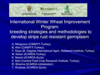 International Winter Wheat Improvement Program:  breeding strategies and methodologies to develop stripe rust resistant germplasm A. Morgunov (CIMMYT-Turkey) B. Akin (CIMMYT-Turkey),  Y. Kaya (B. Dagdas International Agric. Research Institute, Turkey) M. Keser (ICARDA-Turkey) K. Nazari (ICARDA-Syria) Z. Mert (Central Field Crop Research Institute, Turkey),  R. Sharma (ICARDA-Uzbekistan) T. Wuletaw (ICARDA-Syria) 