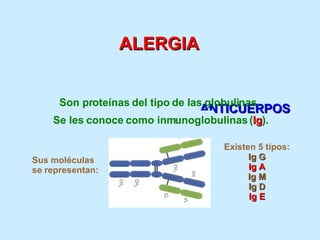 ALERGIA ANTICUERPOS Son proteínas del tipo de las globulinas. Se les conoce como inmunoglobulinas ( Ig ). Sus moléculas se representan: Existen 5 tipos: Ig G Ig A Ig M Ig D Ig E 