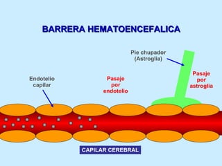 Endotelio capilar CAPILAR CEREBRAL Pie chupador (Astroglia) BARRERA HEMATOENCEFALICA Pasaje por astroglia Pasaje por endotelio 