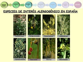 Alergia polen olivo