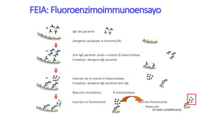 FEIA: Fluoroenzimoimmunoensayo
IgE del paciente
Alergenos (acoplado al ImmunoCAP)
Anti-IgE paciente unido a enzima β-Galactosidasa
Complejo: Alergeno-IgE paciente
Sustrato de la enzima β-Galactosidasa
Complejo: Alergeno-IgE paciente-Anti-IgE
Reacción enzimática: β-Galactosidasa
Sustrato no fluorescente Sustrato fluorescente
Detección
(4 metil umbiliferona)
 