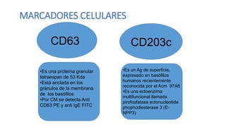 MARCADORES CELULARES
CD63 CD203c
•Es una proteína granular
tetraespan de 53 Kda
•Está anclada en los
gránulos de la membrana
de los basófilos
•Por CM se detecta Anti
CD63 PE y anti IgE FITC
•Es un Ag de superficie,
expresado en basófilos
humanos recientemente
reconocida por el Acm 97A6
•Es una ectoenzima
multifuncional llamada
pirofosfatasa ectonucleotide
phophodiesterase 3 (E-
NPP3)
 