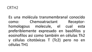 Es una molécula transmembranal conocido
como: Chemoatractant Receptor-
homologous molecule, el cual esta
preferiblemente expresado en basófilos y
eosinofilos asi como también en células Th2
y células citotóxicas T (Tc2) pero no en
células TH1
CRTH2
 