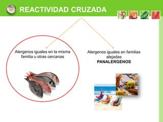 REACTIVIDAD CRUZADA




Alergenos iguales en la misma   Alergenos iguales en familias
   familia u otras cercanas               alejadas
                                     PANALERGENOS




                                                                LOGO
 