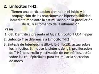 2. Linfocitos T-H2:
      Tienen una participación central en el inicio y la
      propagación de las reacciones de hipersensibilidad
     inmediata mediante la estimulación de la producción
             de IgE y el fomento de la inflamación.
Pasos:
1. Cél. Dentrítica presenta el Ag al Linfocito T CD4 helper
2. Linfocito T se diferencia a Linfocito T-h2
3. Sintesís de Interleucinas(IL-4, IL-5, IL-13): actúa sobre
    los linfocitos B, induce la síntesis de IgE, proliferación
    de T-H2, desarrollo y activación de eosinófilos, actúa
    sobre las cél. Epiteliales para estimular la secreción
    de moco.
 