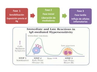 Fase 1              Fase 2            Fase 3
  Sensibilización       Fase inicial      Fase tardía
Exposición previa al   Liberación de   Influjo de células
        Ag              mediadores       inflamatorias
 