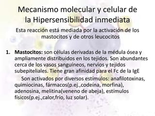 Mecanismo molecular y celular de
      la Hipersensibilidad inmediata
    Esta reacción está mediada por la activación de los
               mastocitos y de otros leucocitos

1. Mastocitos: son células derivadas de la médula ósea y
   ampliamente distribuidos en los tejidos. Son abundantes
   cerca de los vasos sanguíneos, nervios y tejidos
   subepiteliales. Tiene gran afinidad para el Fc de la IgE
       Son activados por diversos estímulos: anafilotoxinas,
   quimiocinas, fármacos(p.ej.,codeína, morfina),
   adenosina, melitina(veneno de abeja), estímulos
   físicos(p.ej.,calor,frío, luz solar).
 
