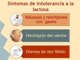 Síntomas de intolerancia a la
lactosa
Náuseas y retortijones
con gases
Hinchazón del vientre
Diarrea de olor fétido.
 
