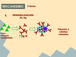 MECANISMO 2 fases
SENSIBILIZACIÓN
AL Ag
1
1era
entrada
ALERGENO
Ig E
Y Y
Fijación a
células
cebadas
Y
 