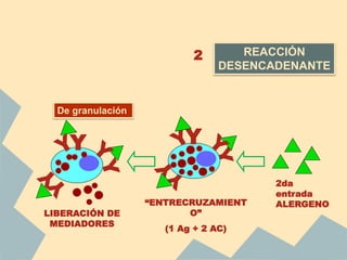 REACCIÓN
DESENCADENANTE
2
2da
entrada
ALERGENO
Y
LIBERACIÓN DE
MEDIADORES
“ENTRECRUZAMIENT
O”
(1 Ag + 2 AC)
De granulación
Y
 