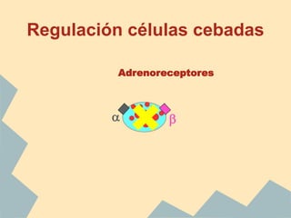 Regulación células cebadas
Adrenoreceptores
a b
 