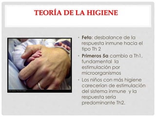 TEORÍA DE LA HIGIENE
• Feto: desbalance de la
respuesta inmune hacia el
tipo Th 2
• Primeros 5a cambio a Th1,
fundamental la
estimulación por
microorganismos
• Los niños con más higiene
carecerían de estimulación
del sistema inmune y la
respuesta sería
predominante Th2.
 