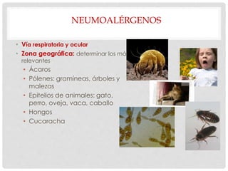 NEUMOALÉRGENOS
• Vía respiratoria y ocular
• Zona geográfica: determinar los más
relevantes
• Ácaros
• Pólenes: gramíneas, árboles y
malezas
• Epitelios de animales: gato,
perro, oveja, vaca, caballo
• Hongos
• Cucaracha
 