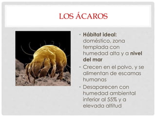 LOS ÁCAROS
• Hábitat ideal:
doméstico, zona
templada con
humedad alta y a nivel
del mar
• Crecen en el polvo, y se
alimentan de escamas
humanas
• Desaparecen con
humedad ambiental
inferior al 55% y a
elevada altitud
 