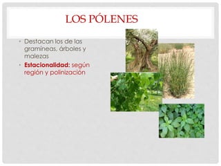 LOS PÓLENES
• Destacan los de las
gramíneas, árboles y
malezas
• Estacionalidad: según
región y polinización
 