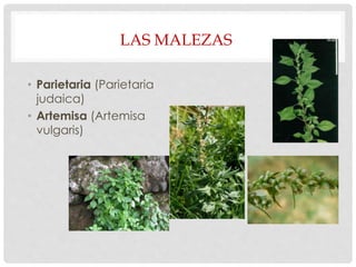 LAS MALEZAS
• Parietaria (Parietaria
judaica)
• Artemisa (Artemisa
vulgaris)
 