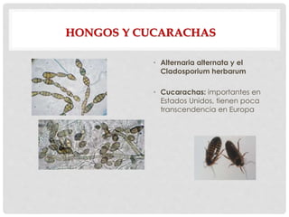 HONGOS Y CUCARACHAS
• Alternaria alternata y el
Cladosporium herbarum
• Cucarachas: importantes en
Estados Unidos, tienen poca
transcendencia en Europa
 