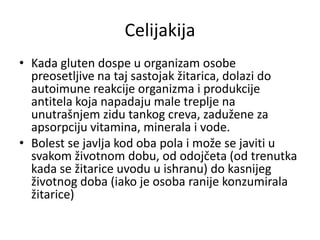 Celijakija
• Kada gluten dospe u organizam osobe
preosetljive na taj sastojak žitarica, dolazi do
autoimune reakcije organizma i produkcije
antitela koja napadaju male treplje na
unutrašnjem zidu tankog creva, zadužene za
apsorpciju vitamina, minerala i vode.
• Bolest se javlja kod oba pola i može se javiti u
svakom životnom dobu, od odojčeta (od trenutka
kada se žitarice uvodu u ishranu) do kasnijeg
životnog doba (iako je osoba ranije konzumirala
žitarice)
 