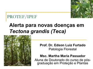 PROTEF/IPEF
Alerta para novas doenças em
Tectona grandis (Teca)

              Prof. Dr. Edson Luiz Furtado
                    Patologia Florestal

             Msc. Martha Maria Passador
          Aluna de Doutorado do curso de pós-
           graduação em Proteção e Plantas
 