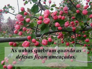 As unhas quebram  quando as defesas ficam ameaçadas.   