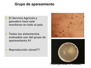 Sistemas de alerta temprana de enfermedades en el cultivo de papa:  Usos y proyecciones para la adaptación 