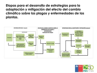Sistemas de alerta temprana de enfermedades en el cultivo de papa:  Usos y proyecciones para la adaptación 