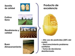 Sistemas de alerta temprana de enfermedades en el cultivo de papa:  Usos y proyecciones para la adaptación 