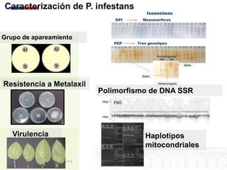 Sistemas de alerta temprana de enfermedades en el cultivo de papa:  Usos y proyecciones para la adaptación 