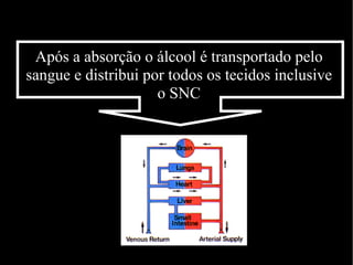 Após a absorção o álcool é transportado pelo sangue e distribui por todos os tecidos inclusive o SNC 