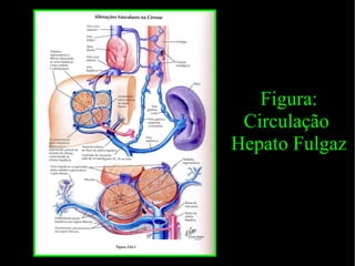 Figura: Circulação  Hepato Fulgaz 