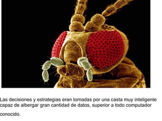 Las decisiones y estrategias eran tomadas por una casta muy inteligente
capaz de albergar gran cantidad de datos, superior a todo computador
conocido.
 
