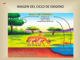 IMAGEN DEL CICLO DE OXIGENO
APC
 