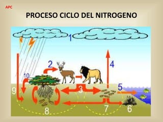 PROCESO CICLO DEL NITROGENO
APC
 