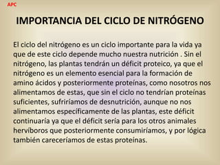 IMPORTANCIA DEL CICLO DE NITRÓGENO
El ciclo del nitrógeno es un ciclo importante para la vida ya
que de este ciclo depende mucho nuestra nutrición . Sin el
nitrógeno, las plantas tendrán un déficit proteico, ya que el
nitrógeno es un elemento esencial para la formación de
amino ácidos y posteriormente proteínas, como nosotros nos
alimentamos de estas, que sin el ciclo no tendrían proteínas
suficientes, sufriríamos de desnutrición, aunque no nos
alimentamos específicamente de las plantas, este déficit
continuaría ya que el déficit sería para los otros animales
hervíboros que posteriormente consumiríamos, y por lógica
también careceríamos de estas proteínas.
APC
 