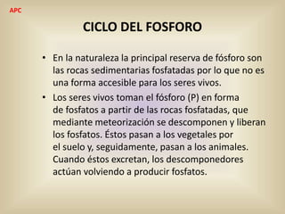 CICLO DEL FOSFORO
• En la naturaleza la principal reserva de fósforo son
las rocas sedimentarias fosfatadas por lo que no es
una forma accesible para los seres vivos.
• Los seres vivos toman el fósforo (P) en forma
de fosfatos a partir de las rocas fosfatadas, que
mediante meteorización se descomponen y liberan
los fosfatos. Éstos pasan a los vegetales por
el suelo y, seguidamente, pasan a los animales.
Cuando éstos excretan, los descomponedores
actúan volviendo a producir fosfatos.
APC
 