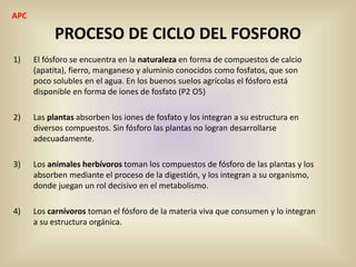 PROCESO DE CICLO DEL FOSFORO
1) El fósforo se encuentra en la naturaleza en forma de compuestos de calcio
(apatita), fierro, manganeso y aluminio conocidos como fosfatos, que son
poco solubles en el agua. En los buenos suelos agrícolas el fósforo está
disponible en forma de iones de fosfato (P2 O5)
2) Las plantas absorben los iones de fosfato y los integran a su estructura en
diversos compuestos. Sin fósforo las plantas no logran desarrollarse
adecuadamente.
3) Los animales herbívoros toman los compuestos de fósforo de las plantas y los
absorben mediante el proceso de la digestión, y los integran a su organismo,
donde juegan un rol decisivo en el metabolismo.
4) Los carnívoros toman el fósforo de la materia viva que consumen y lo integran
a su estructura orgánica.
APC
 