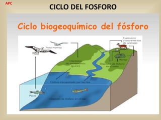 CICLO DEL FOSFORO
APC
 