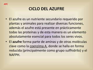 CICLO DEL AZUFRE
• El azufre es un nutriente secundario requerido por
plantas y animales para realizar diversas funciones,
además el azufre está presente en prácticamente
todas las proteínas y de esta manera es un elemento
absolutamente esencial para todos los seres vivos.
• El azufre forma parte de aminas y de otras moléculas
clave como la coenzima A, donde se halla en forma
reducida (principalmente como grupo sulfhidrilo) y el
NAFPH.
APC
 