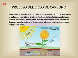 PROCESO DEL CICLO DE CARBONO
Mediante la fotosíntesis, las plantas transforman el CO2 atmosférico,
o del agua, en materia orgánica (carbohidratos, lípidos, proteínas y
ácidos nucleicos), de la que se alimentan los seres vivos a través de
las cadenas alimentarias, donde pasa a formar parte del cuerpo de
estos seres vivos.
APC
 