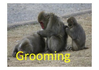 Grooming   www.elife.com.br
 