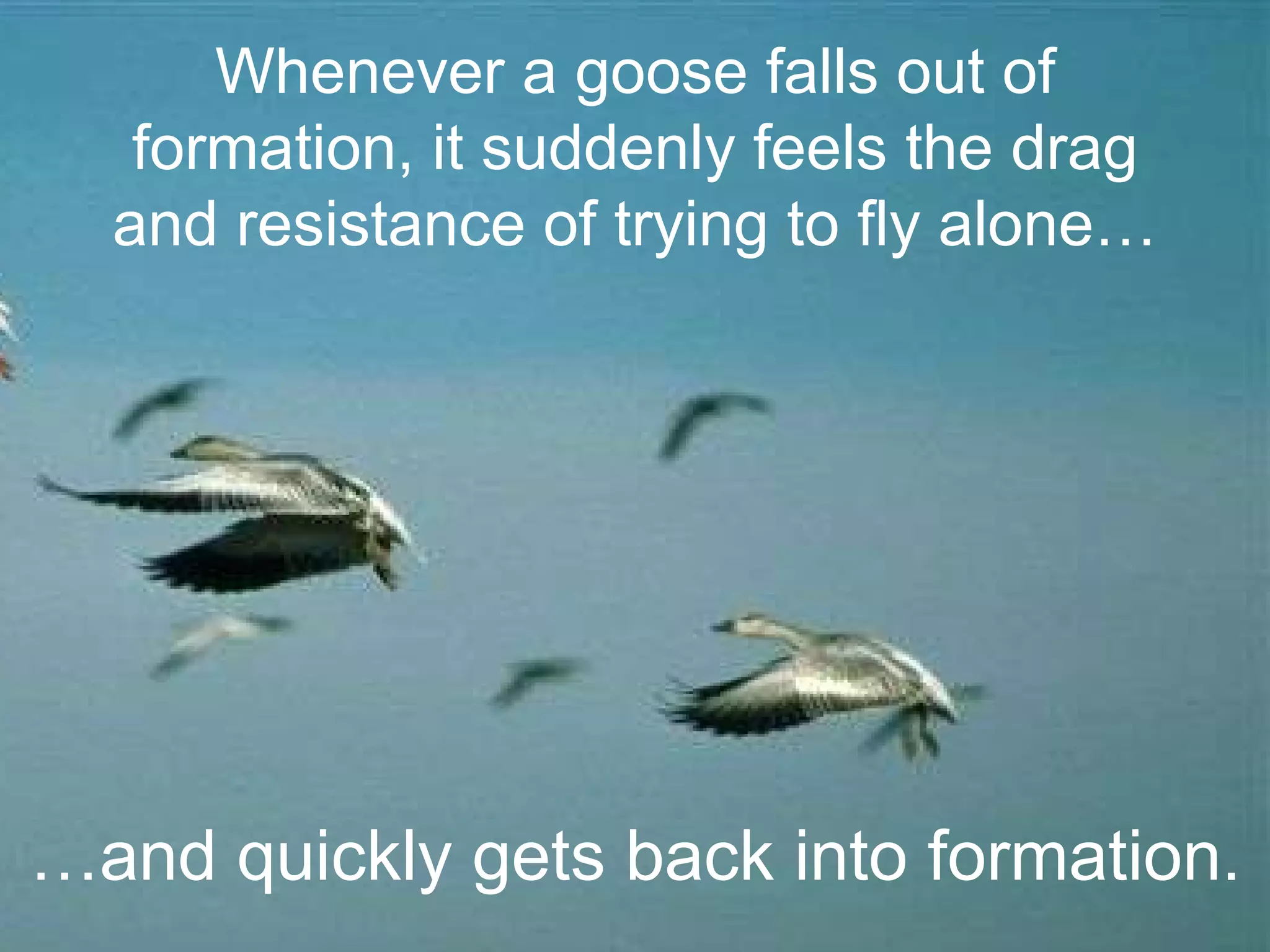 … and quickly gets back into formation. Whenever a goose falls out of formation, it suddenly feels the drag and resistance of trying to fly alone… 