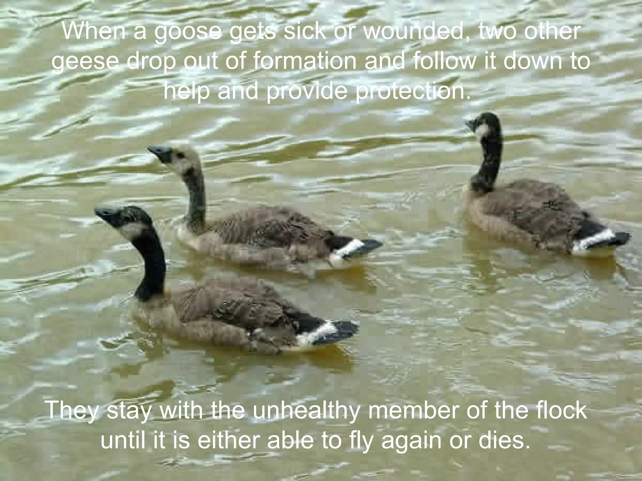 They stay with the unhealthy member of the flock until it is either able to fly again or dies. When a goose gets sick or wounded, two other geese drop out of formation and follow it down to help and provide protection.  