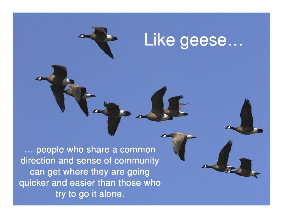 A lesson from_geese