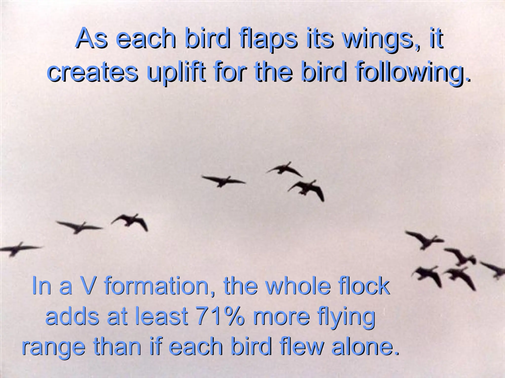 As each bird flaps its wings, it
creates uplift for the bird following.
In a V formation, the whole flock
adds at least 71% more flying
range than if each bird flew alone.
 