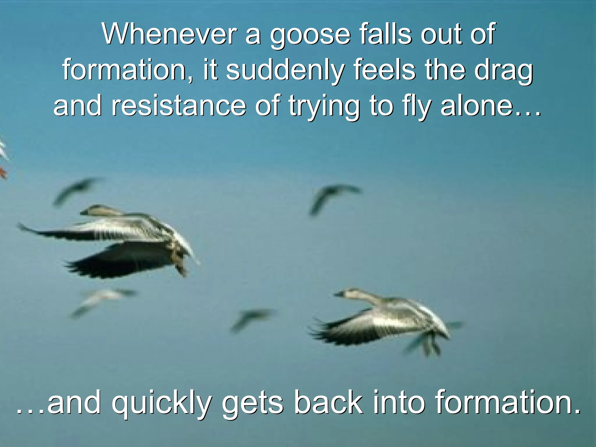 …and quickly gets back into formation.
Whenever a goose falls out of
formation, it suddenly feels the drag
and resistance of trying to fly alone…
 