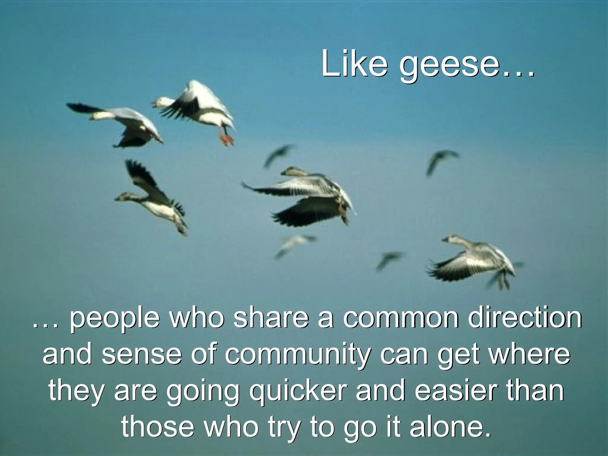… people who share a common direction
and sense of community can get where
they are going quicker and easier than
those who try to go it alone.
Like geese…
 