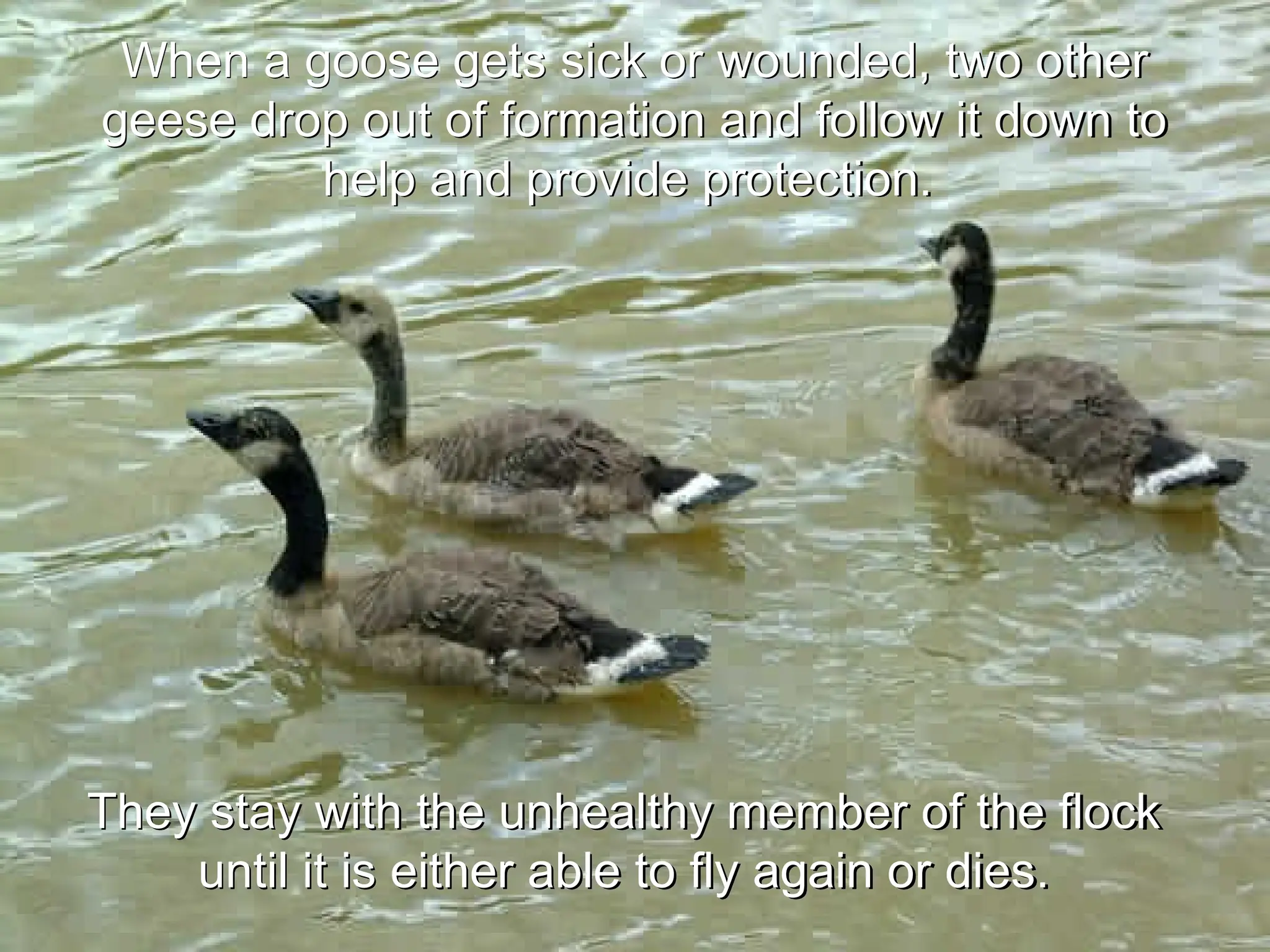 They stay with the unhealthy member of the flock
until it is either able to fly again or dies.
When a goose gets sick or wounded, two other
geese drop out of formation and follow it down to
help and provide protection.
 